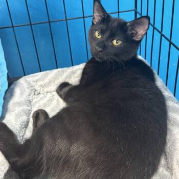 Tiny Tim -  Domestic Short Hair Cat for Adoption in Louisville, Kentucky - Tiny Tim | PetCurious