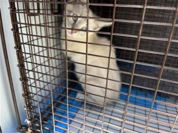 A658863 -  Domestic Short Hair Cat for Adoption in Houston, Texas - A658863 | PetCurious