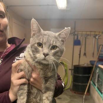 Rescue Domestic Short Hair Cats for Adoption in Troy, Illinois - Hazbro | PetCurious