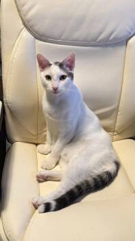 NM - Sundance -  Domestic Short Hair Cat for Adoption in Battle Ground, Washington - NM - Sundance | PetCurious