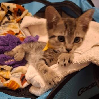 Domestic Short Hair Cats Available for Adoption in Webster, Texas - Lola (Formerly Minsk) | PetCurious