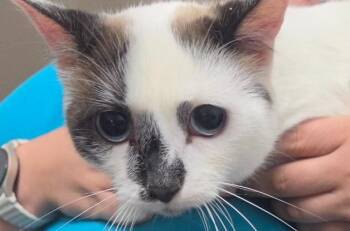 Saghosa -  Domestic Short Hair Cat for Adoption in Homer, Alaska - Saghosa | PetCurious
