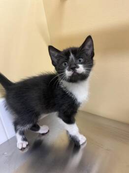 Jinx -  Domestic Short Hair Cat for Adoption in Sechelt, British Columbia - Jinx | PetCurious