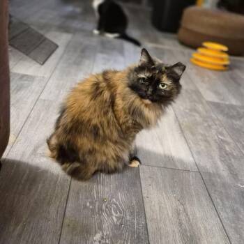 Domestic Long Hair Cats Available for Adoption - Shelly | PetCurious