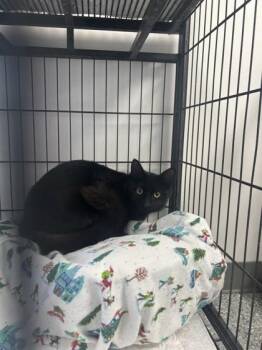 Kira -  Domestic Long Hair and Domestic Short Hair Cat for Adoption in West Memphis, Arkansas - Kira | PetCurious