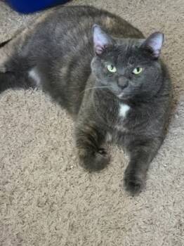 Rescue Domestic Short Hair Cats for Adoption in West Chester, Pennsylvania - Ruby | PetCurious