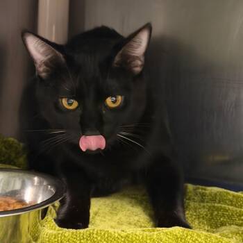 Domestic Short Hair Cats Available for Adoption - Flintstone Flop | PetCurious