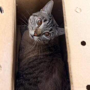 Pitufo -  Domestic Short Hair Cat for Adoption in Philadelphia, Pennsylvania - Pitufo | PetCurious