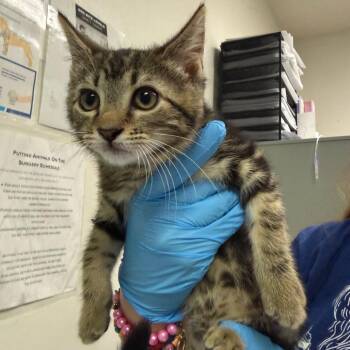 Joey -  Domestic Medium Hair Cat for Adoption in Charleston, West Virginia - Joey | PetCurious
