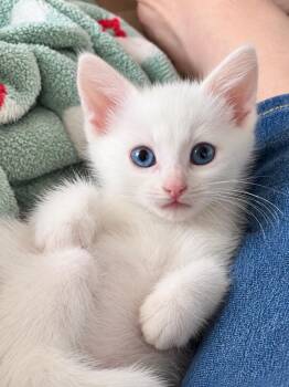 Janet -  Domestic Medium Hair Cat for Adoption in Trenton, New Jersey - Janet | PetCurious