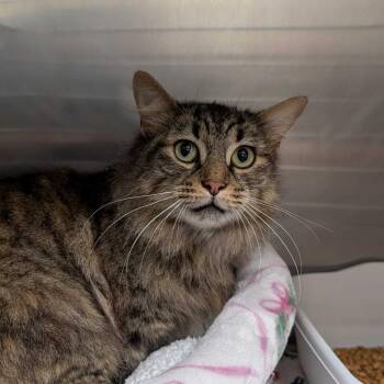 Domestic Long Hair Cats Available for Adoption in Titusville, Florida - Madame Leota | PetCurious