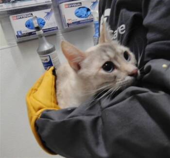 PEARL -  Domestic Short Hair Cat for Adoption in Albuquerque, New Mexico - PEARL | PetCurious