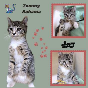 Tommy Bahama (Kitten) -  Domestic Medium Hair Cat for Adoption in Lindsay, California - Tommy Bahama (Kitten) | PetCurious