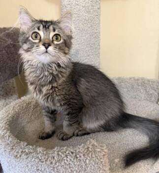 BEATRICE -  Domestic Medium Hair Cat for Adoption in Kenosha, Wisconsin - BEATRICE | PetCurious
