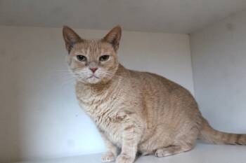 Rescue Domestic Short Hair Cats for Adoption in Chestertown, Maryland - Sandy | PetCurious