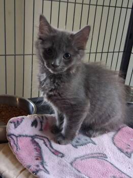 Maine Coon Cats Available for Adoption - Azura Moorehead | PetCurious