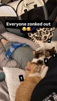 Bagel -  Domestic Short Hair Cat for Adoption in Chicago, Illinois - Bagel | PetCurious