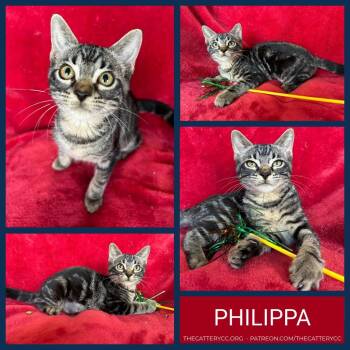 Philippa -  Domestic Short Hair Cat for Adoption in Corpus Christi, Texas - Philippa | PetCurious