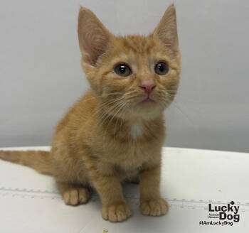 Blitz -  Domestic Short Hair Cat for Adoption in Washington, District Of Columbia - Blitz | PetCurious