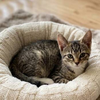 Maisy 5886 -  Domestic Short Hair Cat for Adoption in Boca Raton, Florida - Maisy 5886 | PetCurious