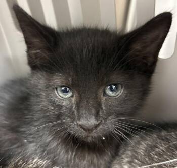 If-12 -  Domestic Short Hair Cat for Adoption in Lawrenceville, Georgia - If-12 | PetCurious