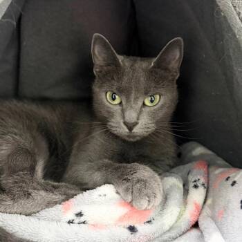 Scamps -  Domestic Short Hair Cat for Adoption in State College, Pennsylvania - Scamps | PetCurious