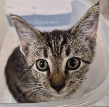 Circe -  Domestic Short Hair Cat for Adoption in Christiansburg, Virginia - Circe | PetCurious