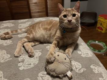 Rescue Domestic Short Hair Cats for Adoption in Port Barrington, Illinois - Zach | PetCurious