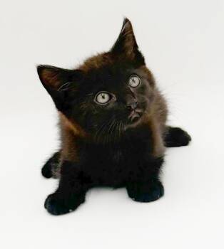 Bombay Cats Available for Adoption in Bedford Hills, New York - Flower And Bambi - Our Bonded Boys Who Are Already Therapy Sweet | PetCurious