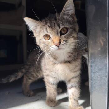 Ophelia -  Domestic Short Hair Cat for Adoption in Muncie, Indiana - Ophelia | PetCurious