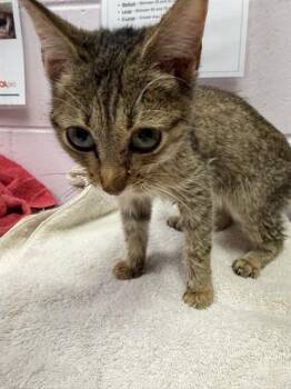 Domestic Short Hair Cats Available for Adoption - TERRY | PetCurious