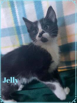 Jelly -  Domestic Short Hair Cat for Adoption in Shawnee, Oklahoma - Jelly | PetCurious