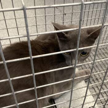 Mama Williams -  Domestic Short Hair Cat for Adoption in Montgomery, Alabama - Mama Williams | PetCurious