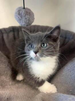 Suki -  Domestic Short Hair Cat for Adoption in Roosevelt, Utah - Suki | PetCurious