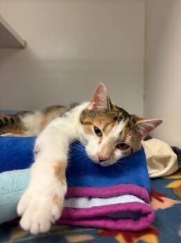 Rescue Domestic Short Hair Cats for Adoption in Johnson City, Tennessee - Elsa (Salvage Ln) | PetCurious