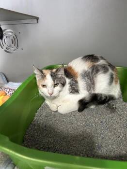 Domestic Short Hair Cats Available for Adoption in Dayton, Minnesota - Turtle / 9-1 | PetCurious