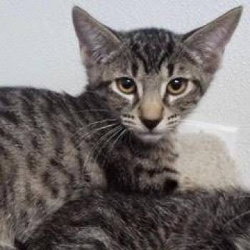 Rescue Domestic Short Hair Cats for Adoption in Green Valley, Arizona - Corduroy | PetCurious