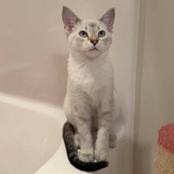 Muscat -  Siamese Cat for Adoption in Chattanooga, Tennessee - Muscat | PetCurious