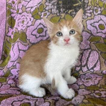 Domestic Short Hair Cats Available for Adoption in Tucson, Arizona - Vector | PetCurious