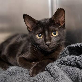 Talladega (aka Tally) -  American Shorthair and Domestic Short Hair Cat for Adoption in Houston, Texas - Talladega (aka Tally) | PetCurious