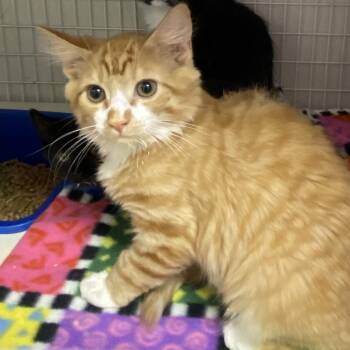 Ruler -  Domestic Long Hair Cat for Adoption in Columbiana, Alabama - Ruler | PetCurious