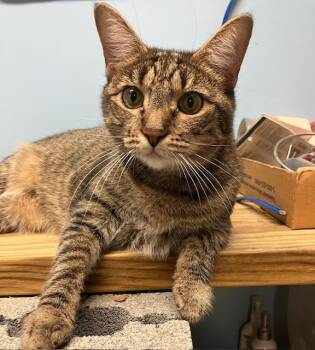Rescue Domestic Short Hair Cats for Adoption in Shippensburg, Pennsylvania - Minnie | PetCurious