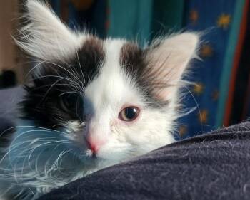 Gertie -  Domestic Long Hair Cat Available for Adoption in Brainardsvle, New York - Gertie | PetCurious
