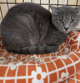 Domestic Short Hair Cats Available for Adoption - Bumble Bee 0347 | PetCurious