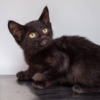 Rescue Domestic Short Hair Cats for Adoption in Hattiesburg, Mississippi - Viper | PetCurious