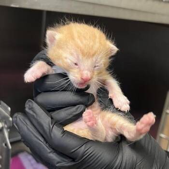 Trashcan -  Domestic Short Hair Cat for Adoption in Morgan Hill, California - Trashcan | PetCurious
