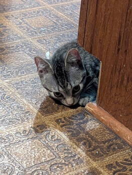 Rescue Domestic Short Hair Cats for Adoption - Terry | PetCurious