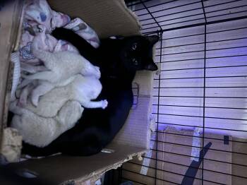 Rescue Domestic Short Hair and Siamese Cats for Adoption in Deltona, Florida - London | PetCurious