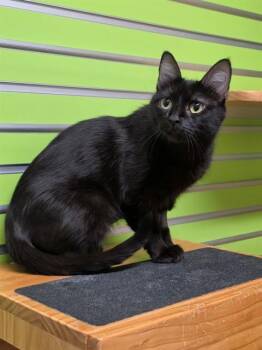 SUGAR -  Domestic Short Hair Cat for Adoption in St. Peters, Missouri - SUGAR | PetCurious