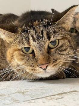 Rescue Domestic Short Hair Cats for Adoption in Hayward, Wisconsin - Holly | PetCurious